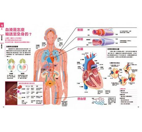 中小學生必讀科學常備用書：NEW全彩圖解觀念生物、地球科學、化學、物理（全套4冊）